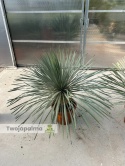 Yucca Rostrata wys. całkowita: ok. 90-110cm