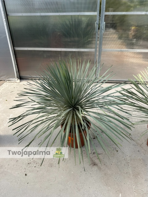 Yucca Rostrata wys. całkowita: ok. 90-110cm