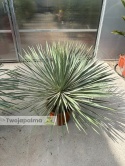 Yucca Rostrata wys. całkowita: ok. 90-110cm