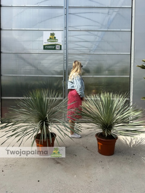 Yucca Rostrata wys. całkowita: ok. 90-110cm