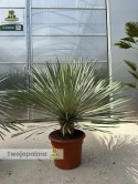 Yucca Rostrata wys. całkowita: ok. 90-110cm