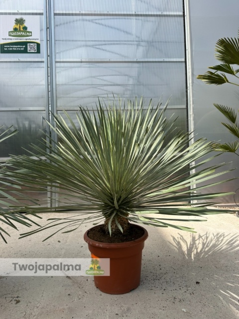 Yucca Rostrata wys. całkowita: ok. 90-110cm