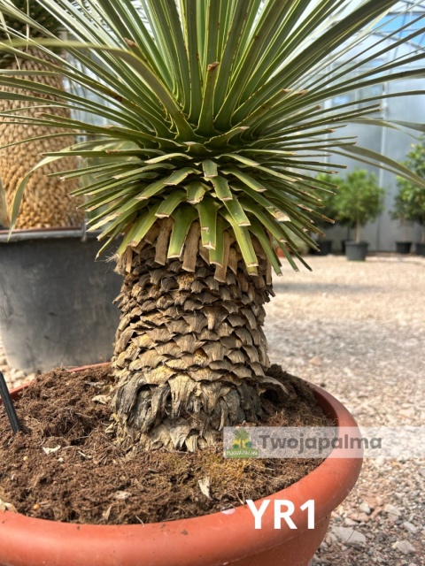 Yucca Rostrata wys. całkowita: ok. 100cm YR1