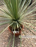 Yucca Rostrata wys. całkowita: ok. 100cm YR1