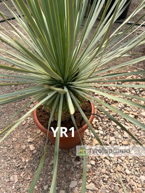 Yucca Rostrata wys. całkowita: ok. 100cm YR1