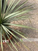 Yucca Rostrata wys. całkowita: ok. 100cm YR1
