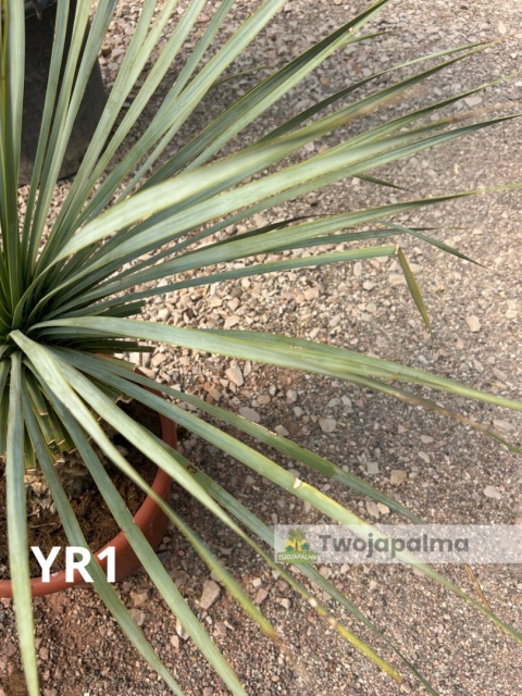 Yucca Rostrata wys. całkowita: ok. 100cm YR1