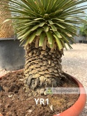 Yucca Rostrata wys. całkowita: ok. 100cm YR1