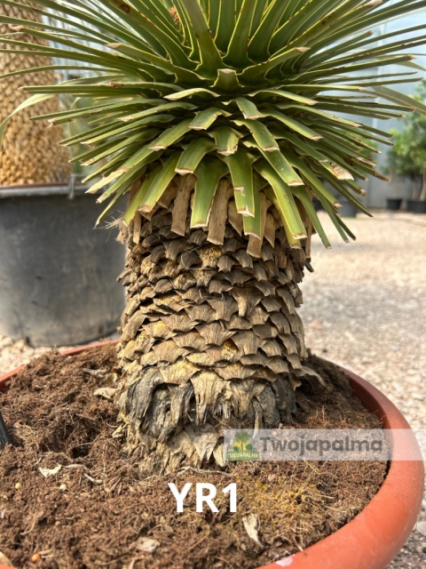 Yucca Rostrata wys. całkowita: ok. 100cm YR1