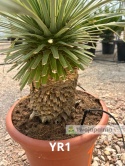 Yucca Rostrata wys. całkowita: ok. 100cm YR1