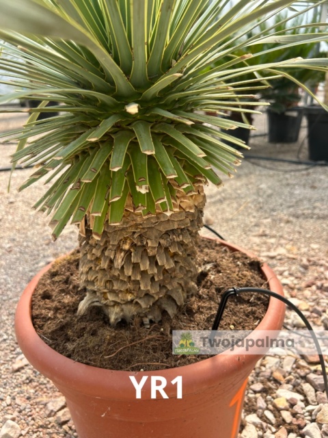 Yucca Rostrata wys. całkowita: ok. 100cm YR1
