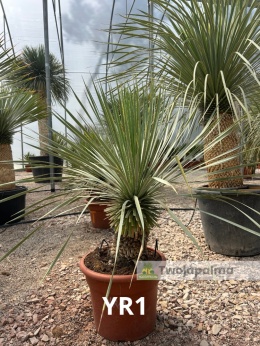 Yucca Rostrata wys. całkowita: ok. 100cm YR1