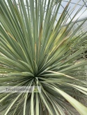 Yucca Rostrata wys. pnia: 70cm, wys. całkowita z donicą: ok.190cm YR57