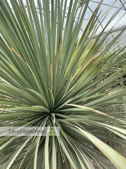 Yucca Rostrata wys. pnia: 70cm, wys. całkowita z donicą: ok.190cm YR57