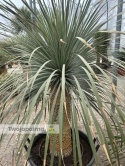 Yucca Rostrata wys. pnia: 70cm, wys. całkowita z donicą: ok.190cm YR57