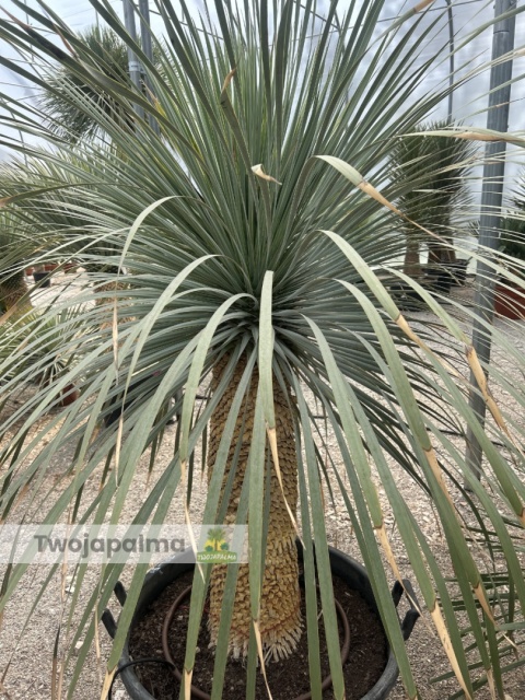 Yucca Rostrata wys. pnia: 70cm, wys. całkowita z donicą: ok.190cm YR57
