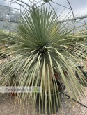 Yucca Rostrata wys. pnia: 70cm, wys. całkowita z donicą: ok.190cm YR57