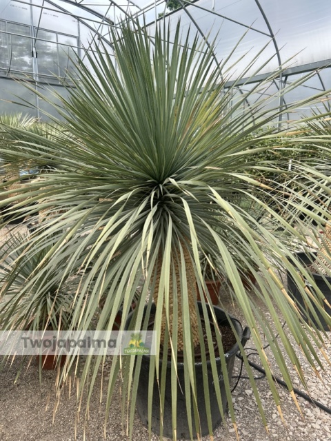 Yucca Rostrata wys. pnia: 70cm, wys. całkowita z donicą: ok.190cm YR57