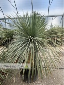 Yucca Rostrata wys. pnia: 70cm, wys. całkowita z donicą: ok.190cm YR57