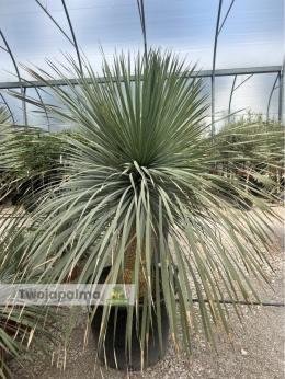 Yucca Rostrata wys. pnia: 70cm, wys. całkowita z donicą: ok.190cm YR57