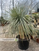 Yucca Rostrata wys. pnia: 70cm, wys. całkowita z donicą: ok.190cm YR57