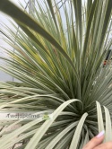 Yucca Rostrata wys. pnia: 70cm, wys. całkowita z donicą: ok.190cm YR57