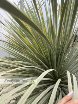 Yucca Rostrata wys. pnia: 70cm, wys. całkowita z donicą: ok.190cm YR57