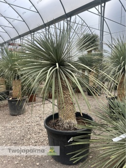 Yucca Rostrata wys.pnia: 80cm, wys. całkowita z donicą: ok. 180cm YR09