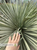 Yucca Rostrata wys.pnia: 80cm, wys. całkowita z donicą: ok. 180cm YR09