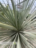 Yucca Rostrata wys.pnia: 80cm, wys. całkowita z donicą: ok. 180cm YR09