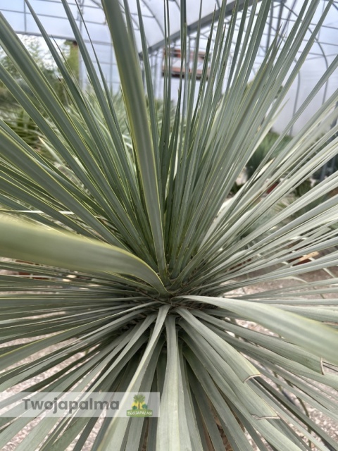 Yucca Rostrata wys.pnia: 80cm, wys. całkowita z donicą: ok. 180cm YR09
