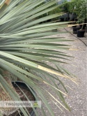 Yucca Rostrata wys.pnia: 80cm, wys. całkowita z donicą: ok. 180cm YR09