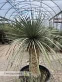 Yucca Rostrata wys.pnia: 80cm, wys. całkowita z donicą: ok. 180cm YR09