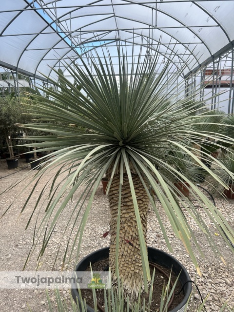 Yucca Rostrata wys.pnia: 80cm, wys. całkowita z donicą: ok. 180cm YR09