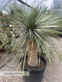 Yucca Rostrata wys.pnia: 80cm, wys. całkowita z donicą: ok. 180cm YR09