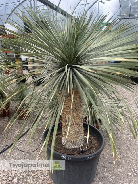 Yucca Rostrata wys.pnia: 80cm, wys. całkowita z donicą: ok. 180cm YR09