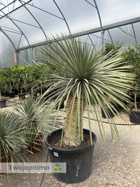 Yucca Rostrata wys.pnia: 80cm, wys. całkowita z donicą: ok. 180cm YR09