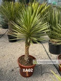 Yucca aloifolia marginata - wysokość całkowita z donicą: ok. 140cm