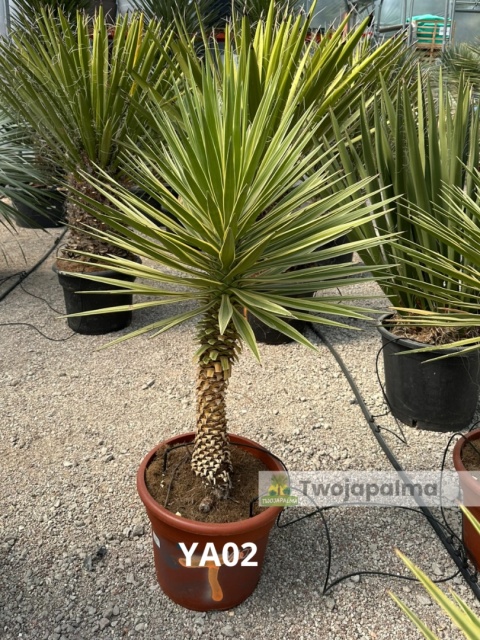 Yucca aloifolia marginata - wysokość całkowita z donicą: ok. 140cm