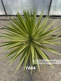 Yucca aloifolia marginata - wysokość całkowita z donicą: ok. 110cm