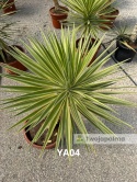 Yucca aloifolia marginata - wysokość całkowita z donicą: ok. 110cm
