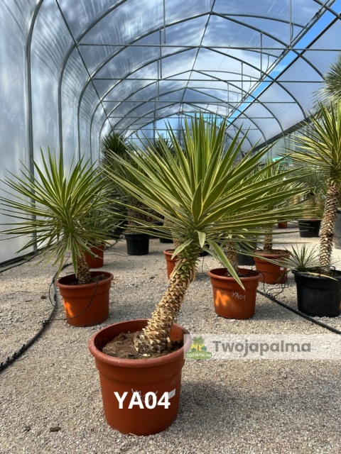Yucca aloifolia marginata - wysokość całkowita z donicą: ok. 110cm