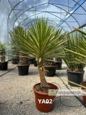 Yucca aloifolia marginata - wysokość całkowita z donicą: ok. 140cm