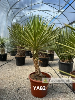 Yucca aloifolia marginata - wysokość całkowita z donicą: ok. 140cm