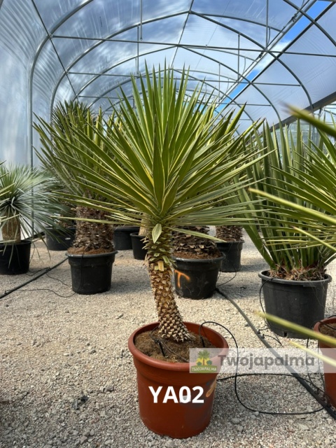Yucca aloifolia marginata - wysokość całkowita z donicą: ok. 140cm