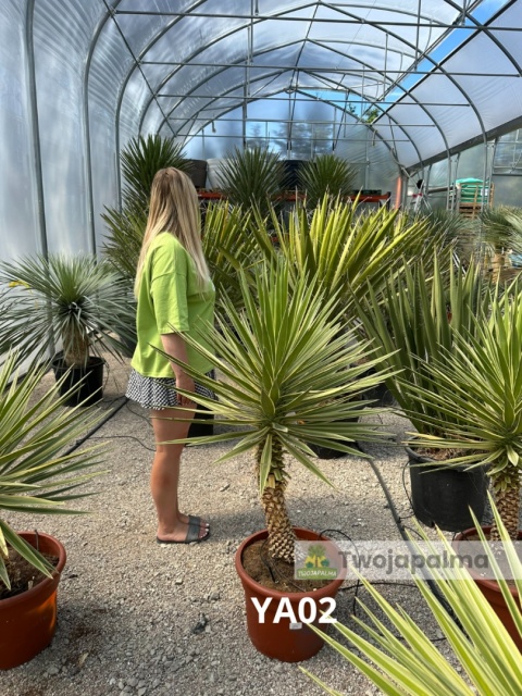 Yucca aloifolia marginata - wysokość całkowita z donicą: ok. 140cm