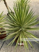 Yucca aloifolia marginata - wysokość całkowita z donicą: ok. 140cm