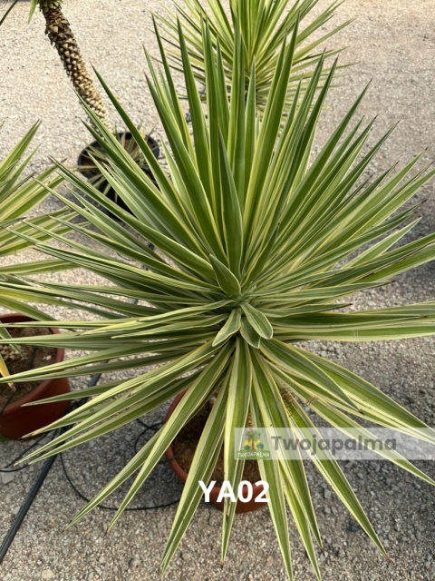 Yucca aloifolia marginata - wysokość całkowita z donicą: ok. 140cm