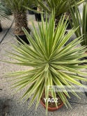 Yucca aloifolia marginata - wysokość całkowita z donicą: ok. 140cm