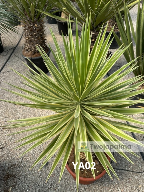 Yucca aloifolia marginata - wysokość całkowita z donicą: ok. 140cm